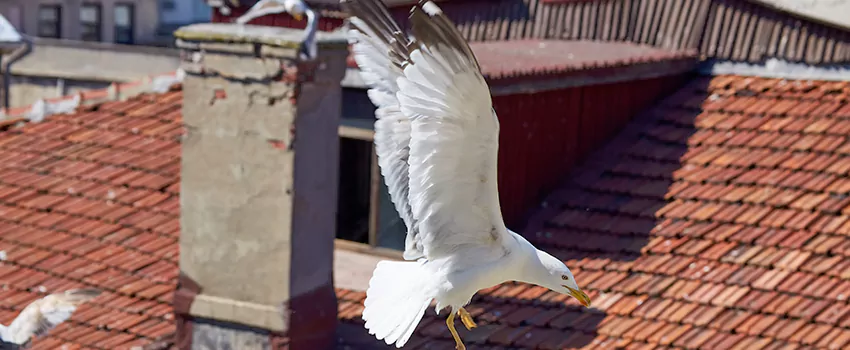 Residential Chimney Animal Removal Solution in Hillcrest Heights, MD