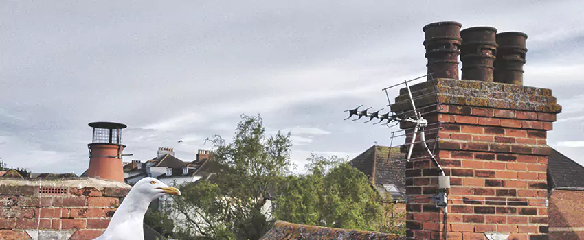 Chimney Cleaning And Restoration in Hillcrest Heights, Maryland